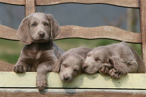 Weimaraner a pelo lungo - Amici di Casa