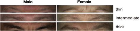 eyebrows    genes elsevier