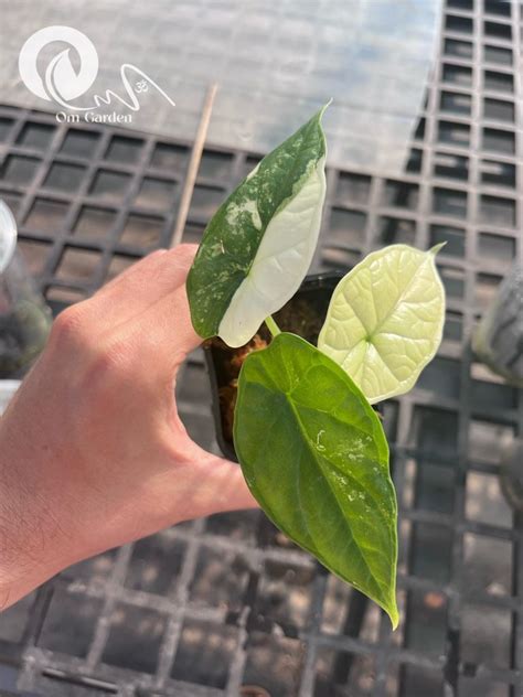 Alocasia Dragon Scale Albo