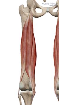 hamstring group posterior thigh diagram quizlet