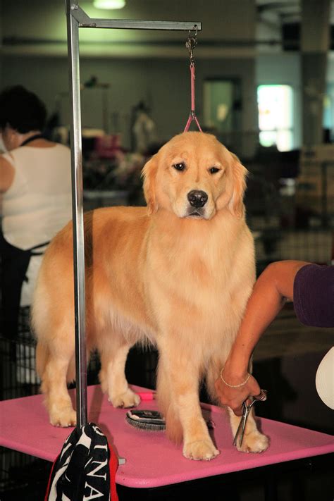 How Often Groom A Golden Retriever at Jamie Gibb blog