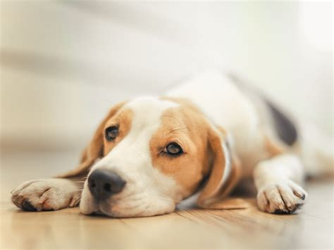Dog Lying Down Sad