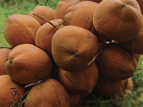 pusat penelitian kelapa sawit kopyor bogor