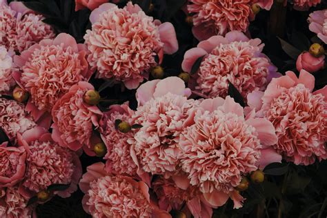 pink flower desktop background hd  flower site