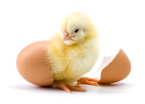 Baby Chickens