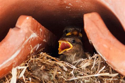 Sparrows Nesting Under The Roof: How To Gently Drive Them Away ...