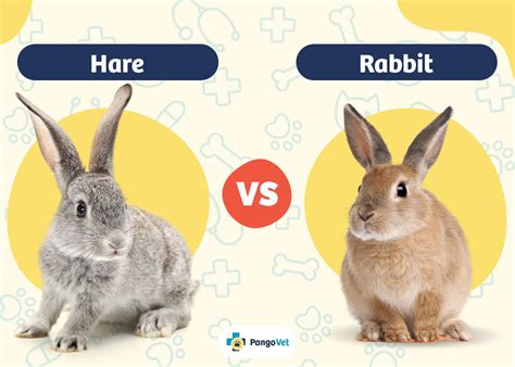 hare  rabbit  differences  pictures pangovet