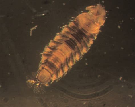 Drain Flies Larva: How to Identify Them and Quickly Get Rid of Them - A ...