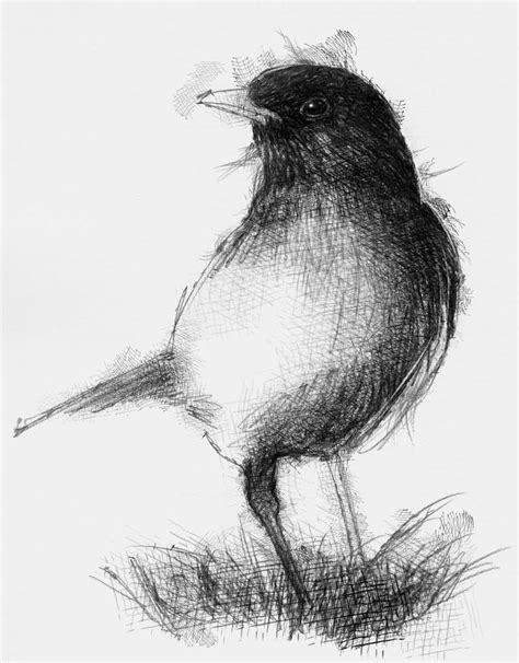 blackbird seanbriggs