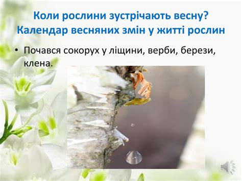 Презентація "Рослини навесні"