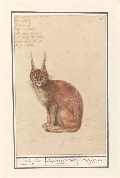 Lynx Lynx Lynx Free Stock Photo - Public Domain Pictures