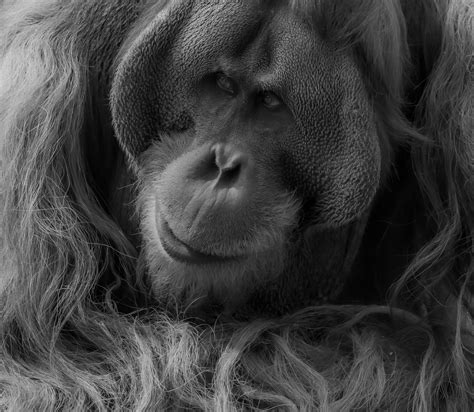 Bbw Hairy Pussy Photos, Download The BEST Free Bbw Hairy Pussy Stock