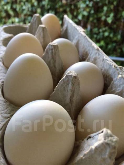 Продам инкубационное яйцо, в наличии. Цена: 140₽ в Хабаровске
