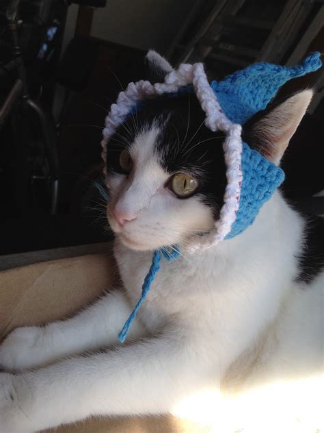 shark cats 2