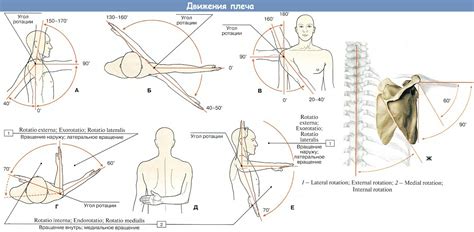 Анатомия : Плечевой сустав.