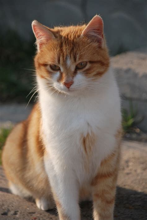 Cat Fur - Free photo on Pixabay - Pixabay