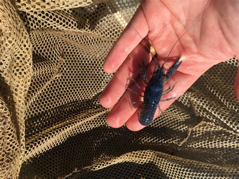 Stream Species Photos – Stream Ecology Lab