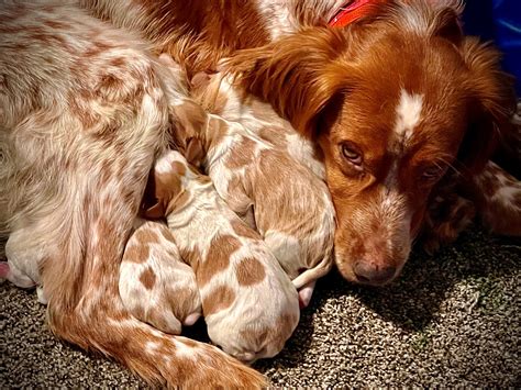 The .410 bore - Home and Field dogs | French Brittany