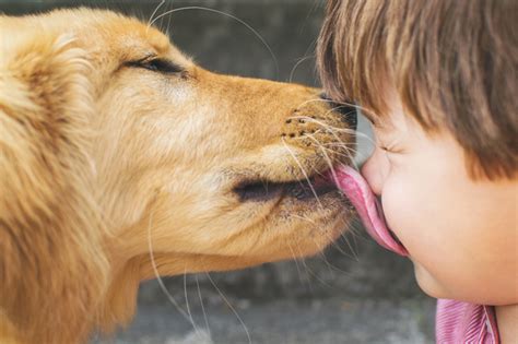 Porque O Cachorro Lambe A Gente - O que Significa Quando o Cachorro Fica Lambendo a Gente? | Mundo Ecologia