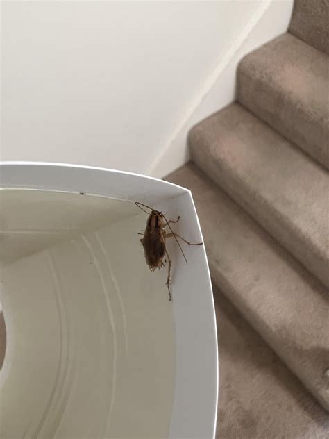 Is this a sign of gentrol IGR working? : r/GermanRoaches