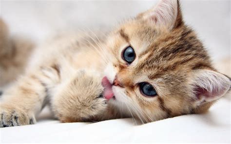 Картинки Коты Милые Красивые — Фото Картинки