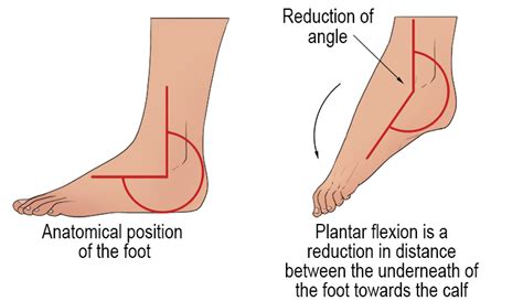 Plantar Flexion - Mammoth Memory definition - remember meaning