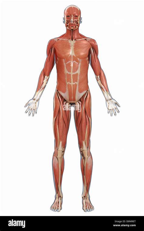 Skeletal Muscle Diagram Unlabeled