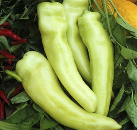 Pepper Sweet Banana | Sweet Valley by Jolly Farmer