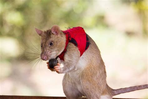 These trained giant rats could become poaching's worst enemy | BBC ...