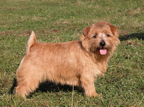 Norfolk Terrier Toronto