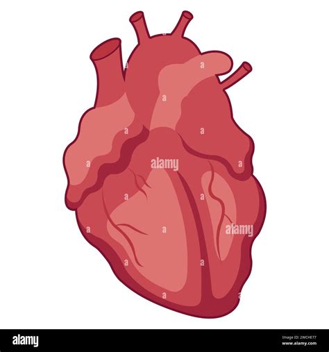 human heart outline flat illustration stock photo alamy