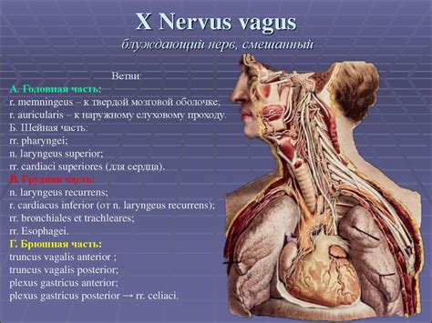 12 жұп бас ми нервтері - презентация онлайн