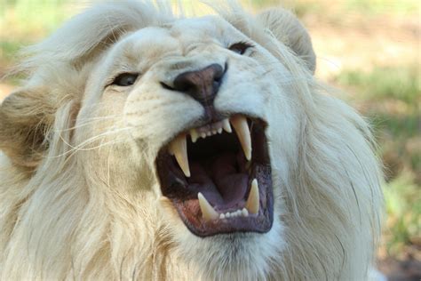 Lion Roaring Inside Cager · Free Stock Photo