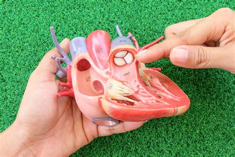 Heart Valve Disease: Symptoms, Causes, and Treatment – ActiveBeat