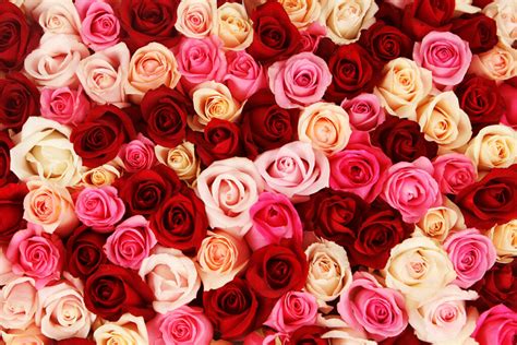 Flower Delivery and Bouquet Pickup | Fresh Cut Flowers Shop