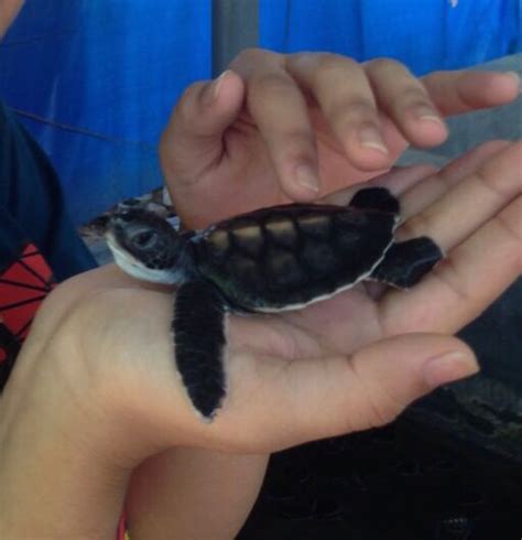 Turtle Hatchery Amazing project Bentota | Turtle hatchery, Turtle, Sri ...