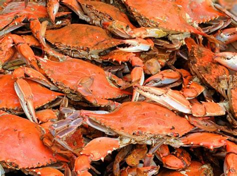 crabs  maryland      delicious   world