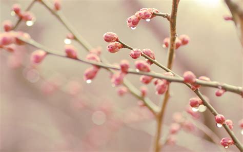Water Cherry Blossom Wallpapers - Top Free Water Cherry Blossom