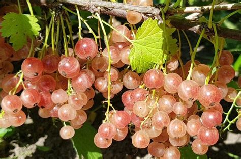 Саженцы смородины мускат розовый купить в Москве по цене от 590 рублей