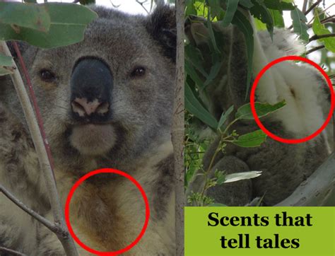 The koala nose – the KOALA