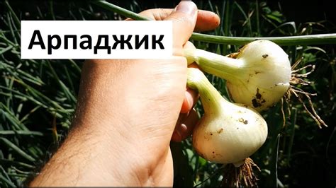 Градинар: Отглеждане на Арпаджик - YouTube