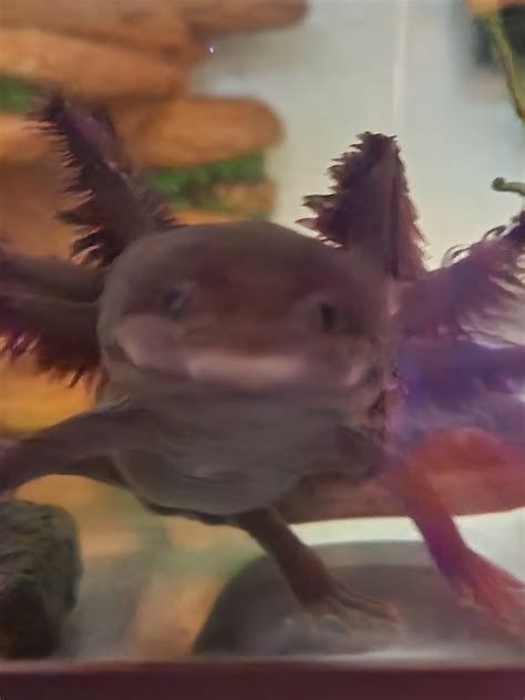 This sprouted potato looks like an axolotl head : r/axolotl