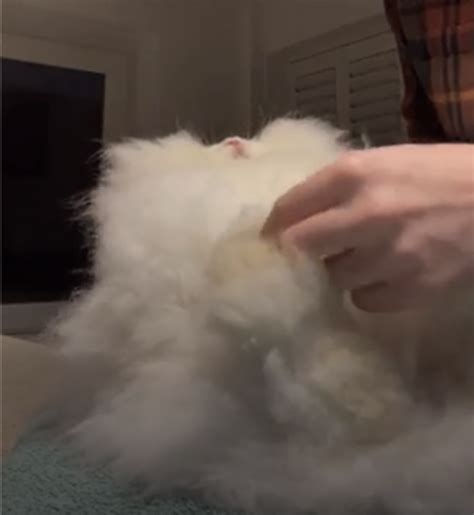 Richard Grindey on English Angora rabbits - UK National Angora Rabbit Club