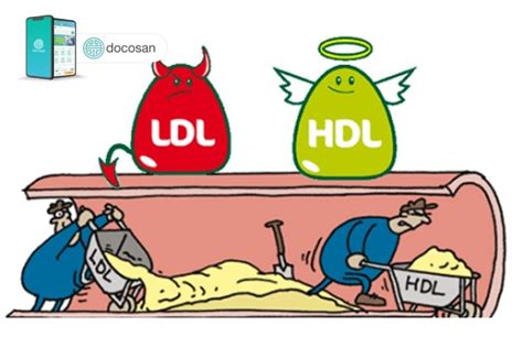 HDL và LDL: Các chỉ số cholesterol quan trọng mà bạn cần biết | Doctor ...