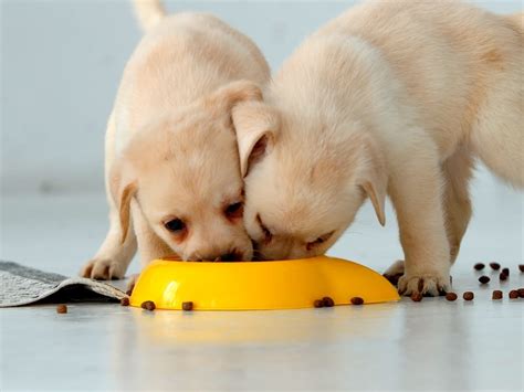 Fueling Furry Friends: Best Puppy Food for Growth and Health | Spot®