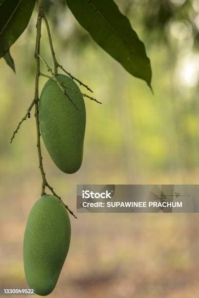 buah mangga hijau segar  mangga pohon foto stok  gambar