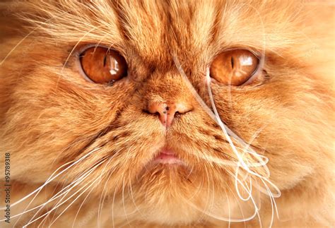 Persian red cat muzzle with big orange eyes Stock Photo | Adobe Stock