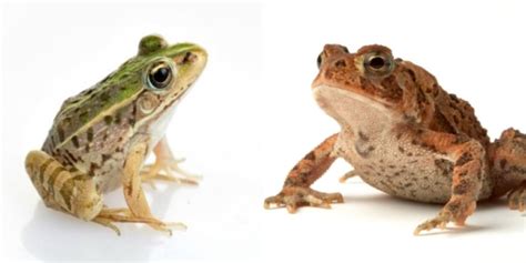 Animal Comparisons: Learn The Differences Between Species ️