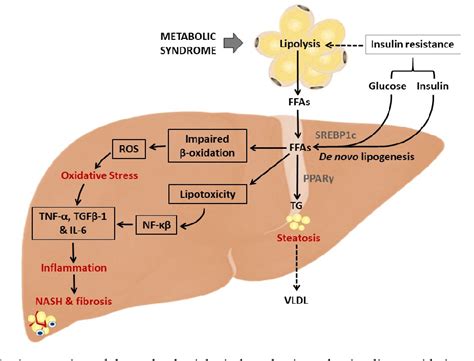 figure    acetyl cysteine targets hepatic lipid accumulation