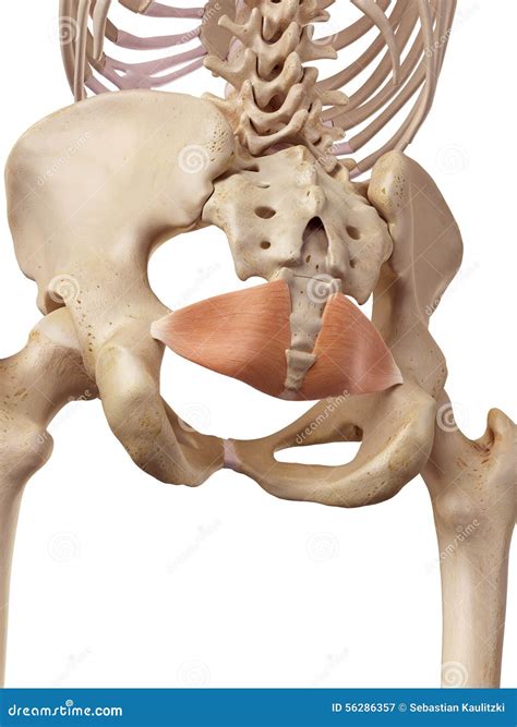 Iliococcygeus Cartoons, Illustrations & Vector Stock Images - 9